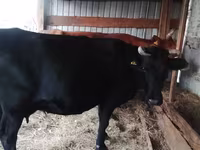 Lo’, Cattle — sawirka 1