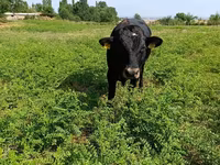 Byk, Aberdeńsko-anguska — zdjęcie 4