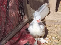 Chickens — تصویر 5