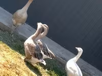 Geese — 사진 1