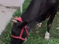 Lo’, Russian Black pied cattle — sawirka 4