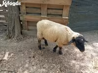 แกะตัวผู้, White Suffolk sheep — รูปภาพ 1