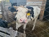 Vaca, Ganado vacuno — foto 3