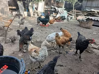 Chickens — الصورة 5
