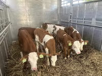ثور, Simmental cattle — الصورة 2