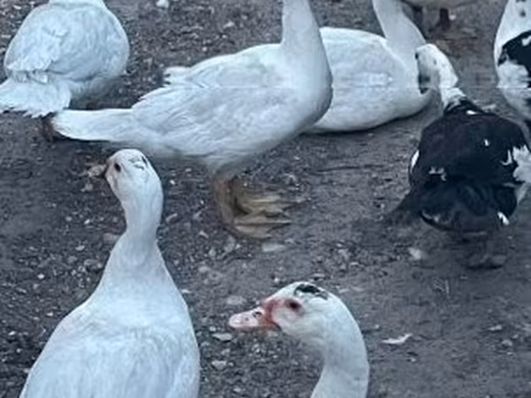 Ducks — Hungary