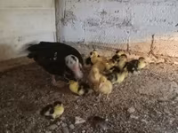 Ducks — عکس 8