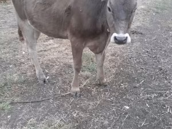 암소, Swiss cattle