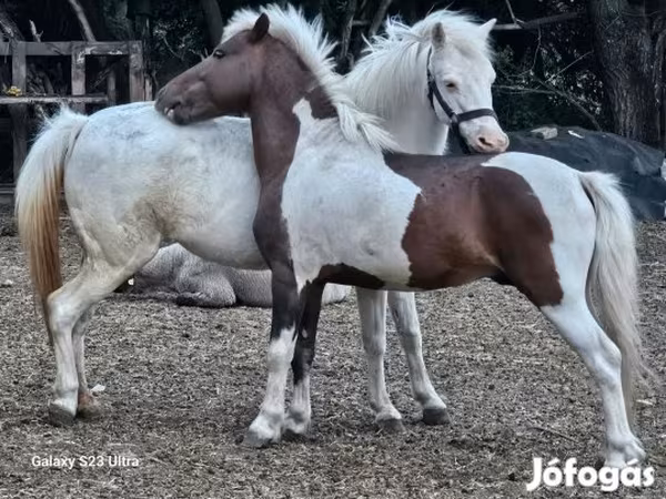 Klisna, Welsh Mountain Pony