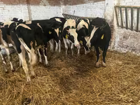 Ng'ombe jike, Russian Black pied cattle — picha 5