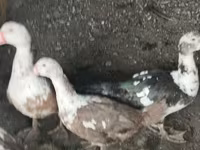 Domestic Muscovy — foto 3