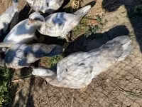 Ducks — fotografija 1