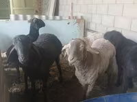 Vædder, Hissar sheep — foto 3