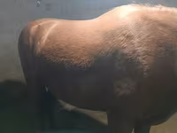 Էգ ձի, Budyonny horse — լուսանկար 1