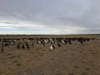 Turkeys — foto 4