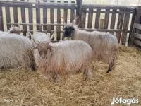 Vædder, Racka sheep — foto 1