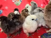 Silkie — foto 1