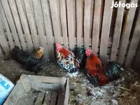 科钦 — 照片 5