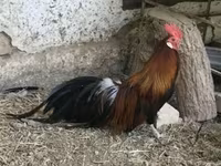 Japonský bantam — foto 2