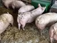 Babi (lot, jantina tidak dinyatakan), Pigs — foto 1