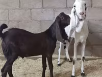 Ged, Kamori goats — foto 3