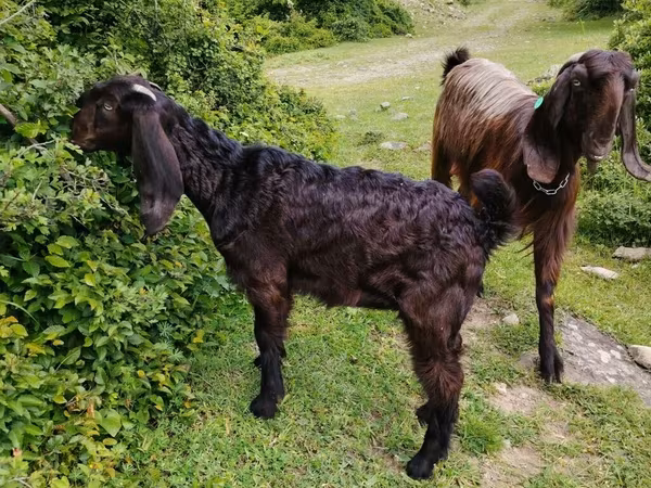Buk, Damask goat