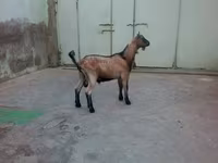 Kozioł, Kozy — zdjęcie 3