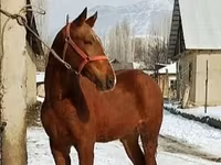 ม้าตัวผู้, Karabair horse — รูปภาพ 6