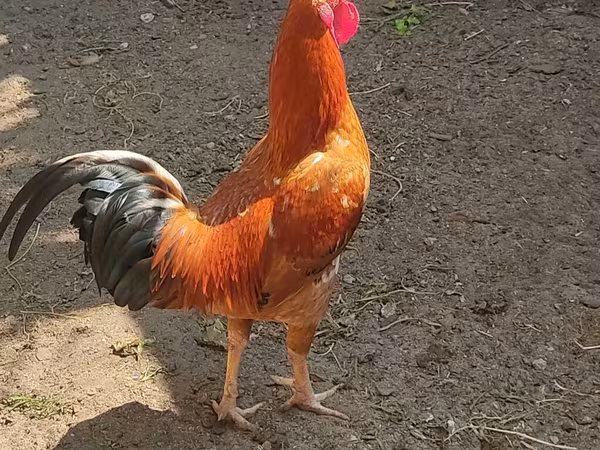 Chickens