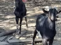 Kambing jantan, Goats — foto 3