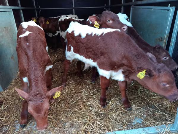 گاو و گوساله (گروه، جنسیت مشخص نشده), Simmental cattle