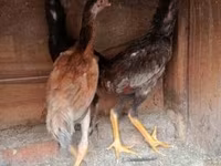 Chickens — عکس 3