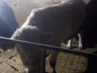 Бұқа, Charolais cattle — 3-сурет