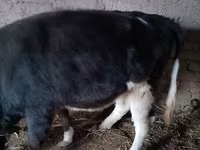 Lembu ternakan (lot, jantina tidak dinyatakan), Russian Black pied cattle — foto 2