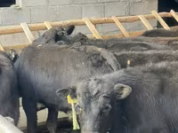 Бик, Simmental cattle — снимка 1