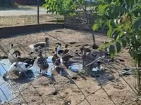 Ducks — फ़ोटो 3