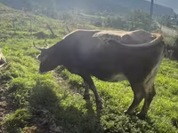 Krava, Simmental cattle — fotografija 4