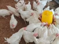 Chickens — foto 1
