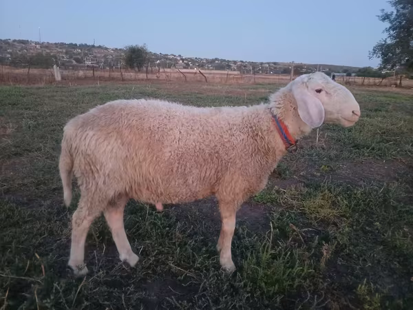 मेढ़ा, Assaf sheep