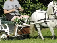 گھوڑا, Miniature horse — تصویر 3