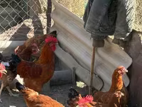 Chickens — 写真 2