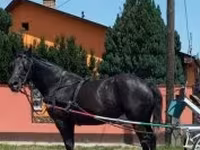 घोड़ी, Nonius horse — फ़ोटो 5