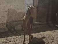 ছাগী, Beetal goats — ছবি 3
