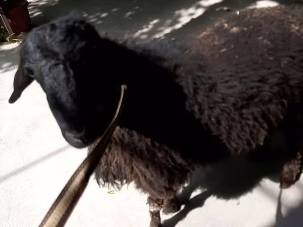 Widder, Rhon sheep