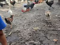 Chickens — عکس 7