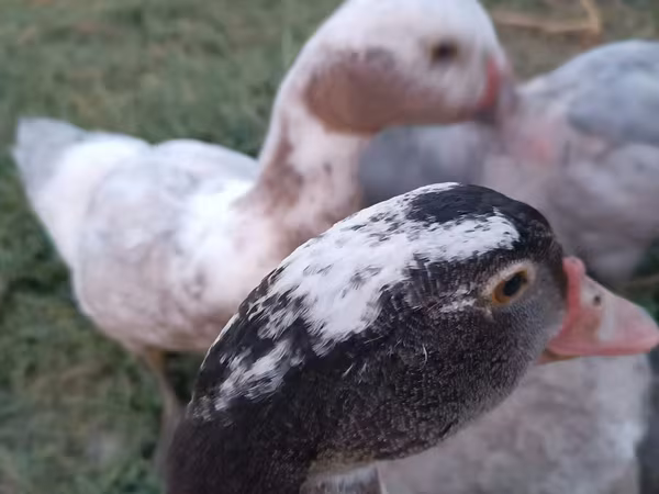 Domestic Muscovy
