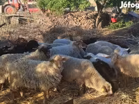 Moutons (lot, sexe non indiqué), Dorper sheep — photo 1