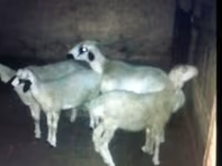 بز (گروه، جنسیت مشخص نشده), بز — عکس 4