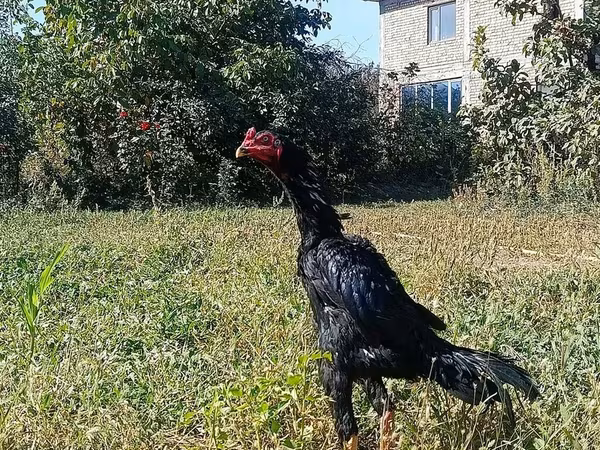 Šamo kokoši