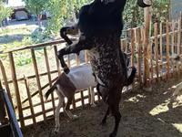 Jarac, Beetal goats — fotografija 5